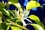 Michelia alba flower